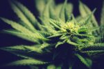 private cannabis club denver