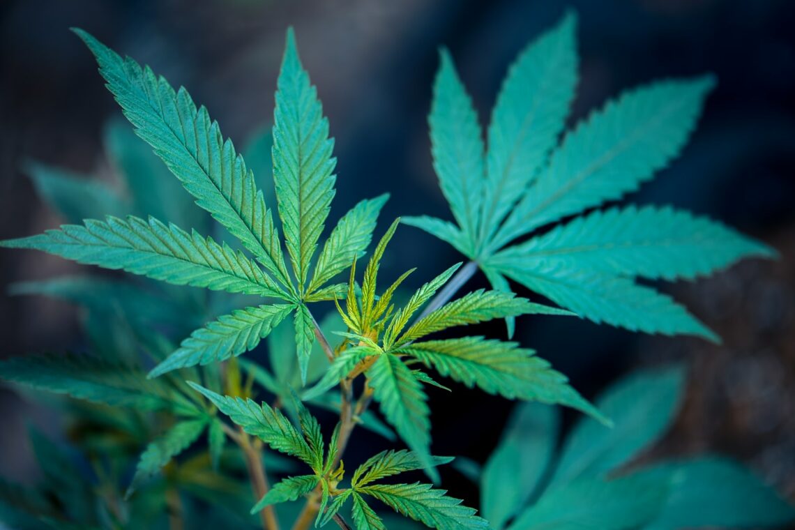 Michigan Cannabis Licenses