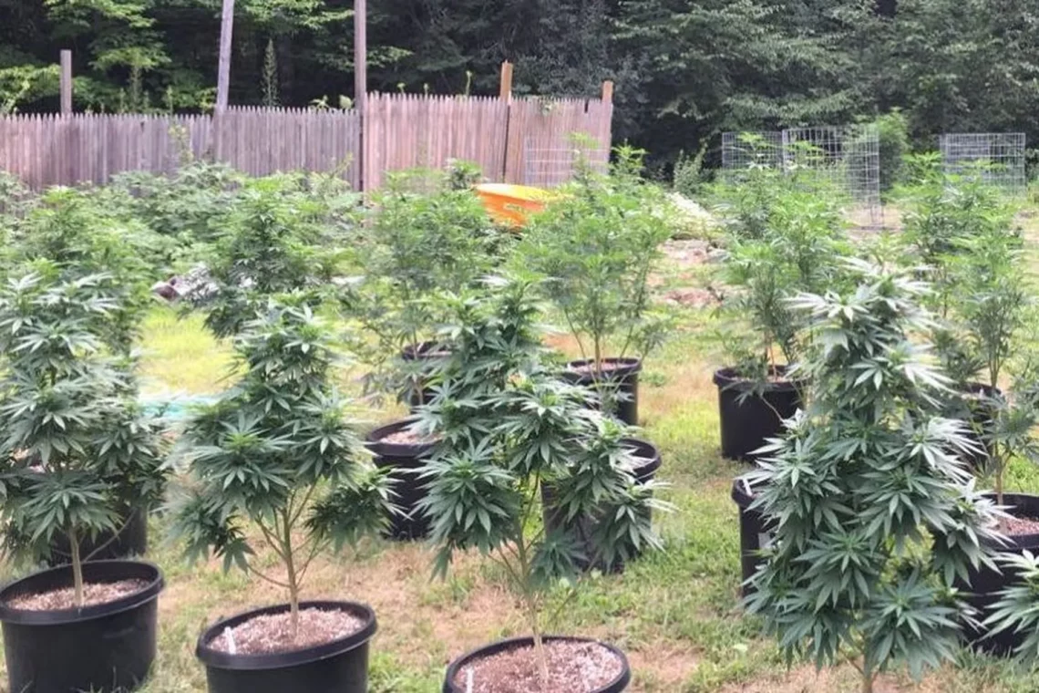 growing pot outdoors