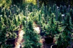how to grow weed outdoor