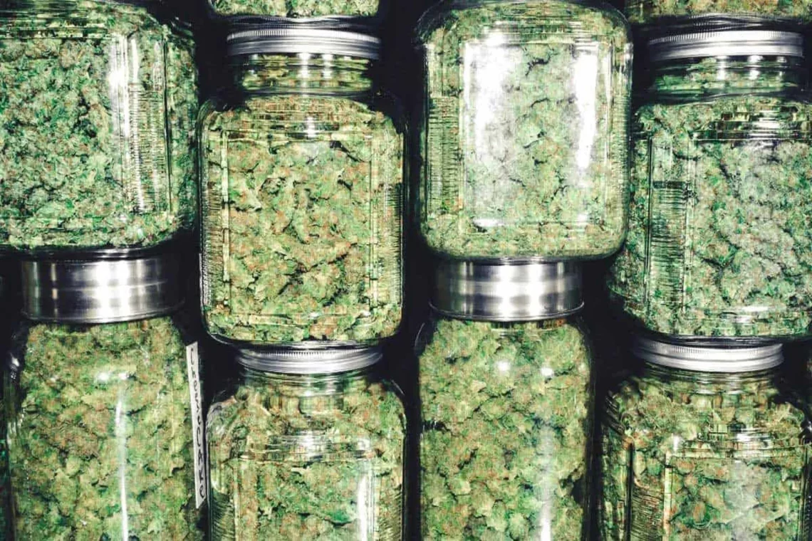 sell marijuana to dispensaries